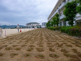 写真：植栽直後1