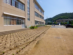 写真：24年植栽風景1