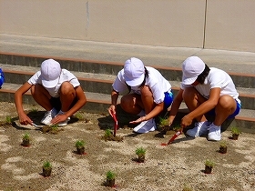 写真：24年植栽風景2