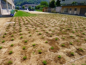 写真：25年植栽直後