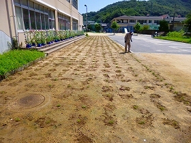 写真：24年植栽直後