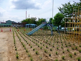 写真：植栽風景1