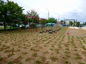 写真：植栽直後