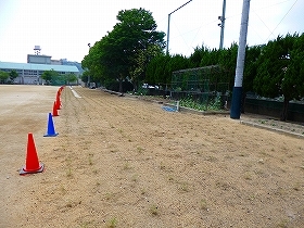 写真：植栽直後1