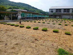 写真：植栽風景1