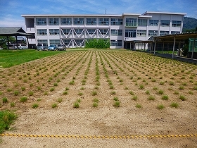 写真：植栽直後