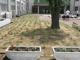 写真：植栽直後の様子1