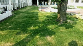 写真：植栽直後の様子2