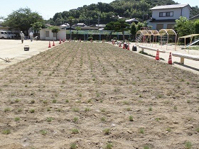 写真：赤崎小学校植栽直後の様子