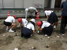 写真：児島小学校芝生植栽の様子2
