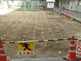 写真：児島小学校芝生植栽前