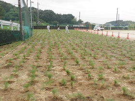 写真：薗小学校芝生植栽直後の様子
