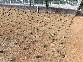 写真：旭丘小学校植栽の様子1