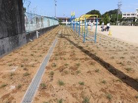 写真：旭丘小学校植栽直後の様子
