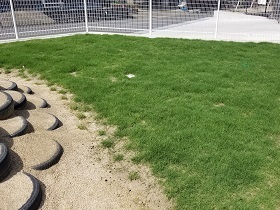 写真：植栽後の状況