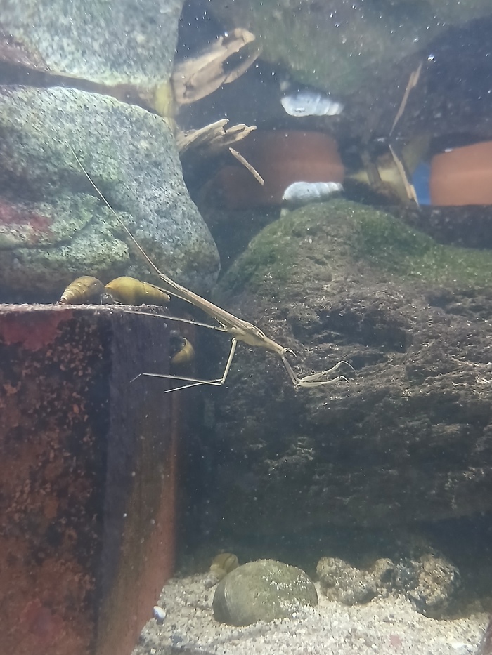 新たに仲間入りした生き物の画像