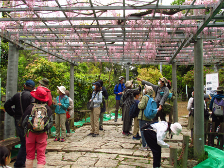 春の身近な植物観察　観察会のようす2