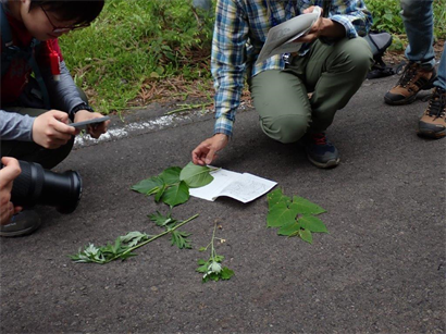 中国山地の植物観察～三平山～　観察会のようす1