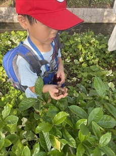 倉敷みらい公園でセミのぬけがら調べのようす1