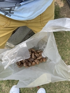 倉敷みらい公園でセミのぬけがら調べのようす2