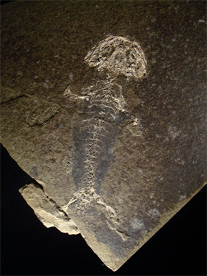 写真：両生類化石ブランキオサウルス　Branchiosaurus caducus　体長13cm　ドイツ　古生代ペルム紀