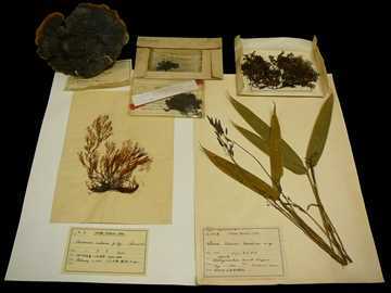 写真：宇野確雄コレクション（博物館設立の礎となった約5万点の植物標本）