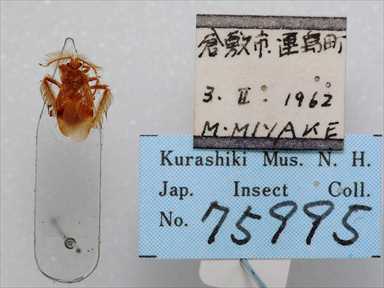 写真：珍品として名高いフサヒゲサシガメ