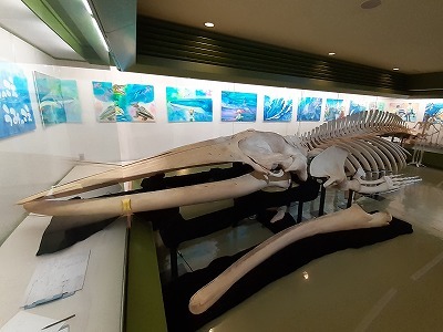 写真：水島港で見つかったニタリクジラの骨格標本