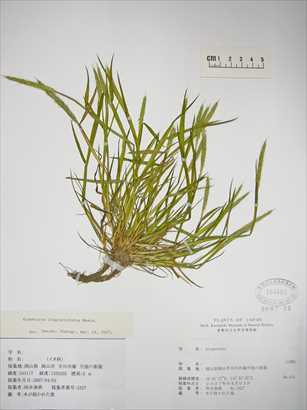 写真：帰化植物ヒゲナガスズメノテッポウ（日本初記録の証拠標本2）