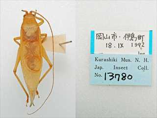 写真：最初期の岡山県産アオマツムシ