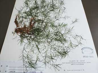 写真：再発見された水草ムサシモ