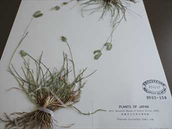 写真：観察会で見つかった帰化植物ズングリオヒシバ1