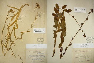 写真：佐藤清明植物コレクション