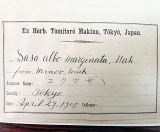 写真：牧野富太郎博士採集のタケ・ササ類標本（佐藤清明植物コレクションから）2