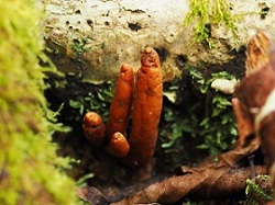 カエンタケの写真