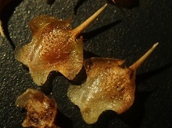 メリケントキンソウの写真