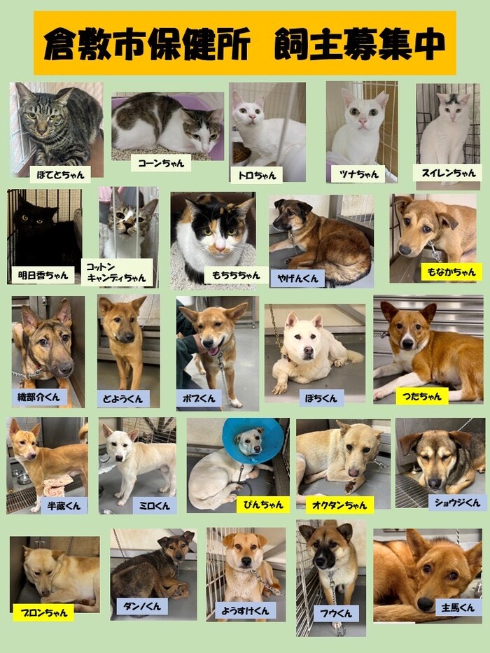 写真:倉敷市保健所 飼主募集中