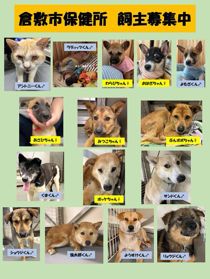 写真：倉敷市保健所　飼主募集中