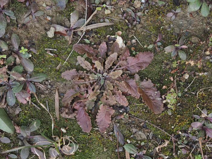 観察会でみられた植物1