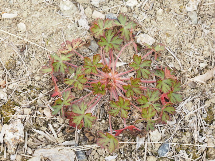 観察会でみられた植物2