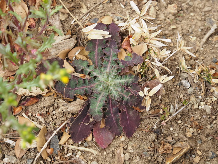 観察会でみられた植物3