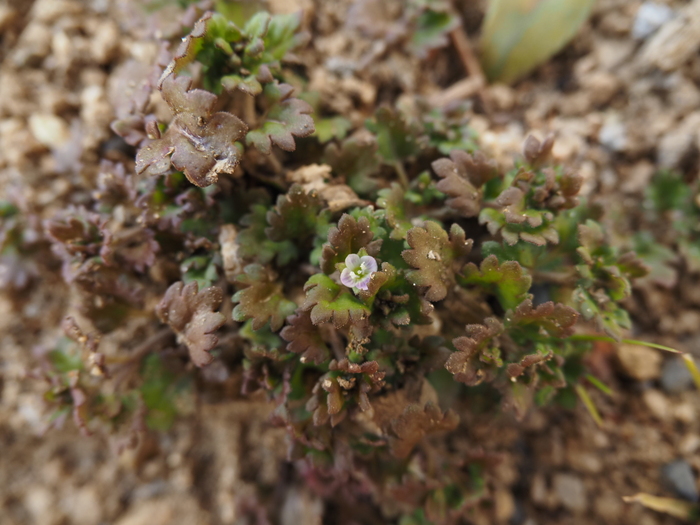 観察会でみられた植物4