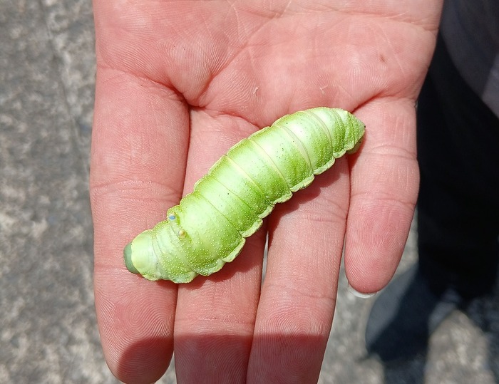 観察できた昆虫2