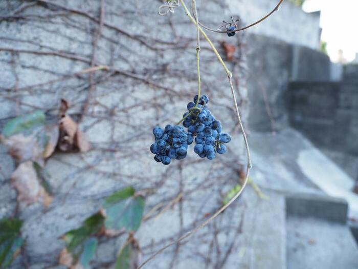 アオツヅラフジ