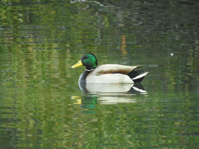 当日みられた野鳥