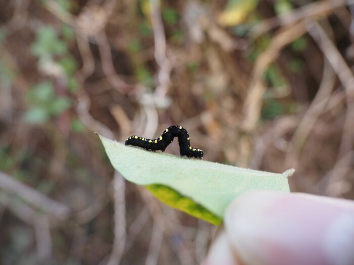 アカエグリバ幼虫