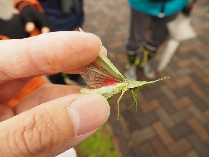 アカハネオンブバッタの観察
