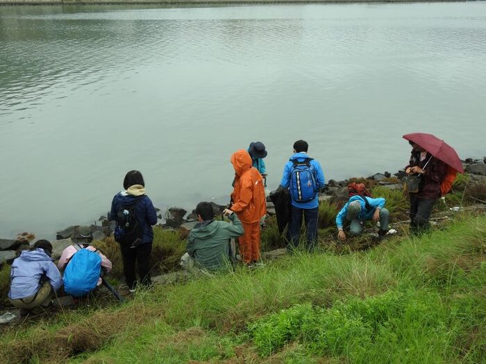 塩生植物などを観察する参加者