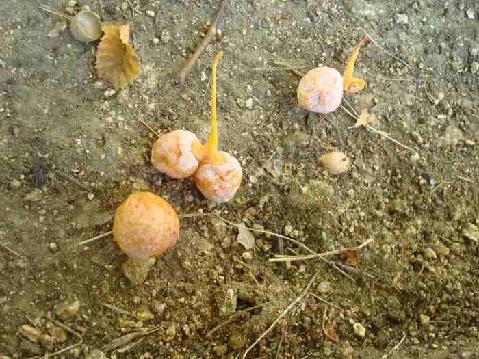 イチョウの実（銀杏）