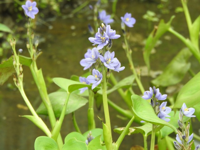 美しく咲くミズアオイ